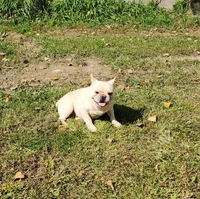 DRAGOON, a male French Bulldog for sale in Nashville, MI – 1 of 8