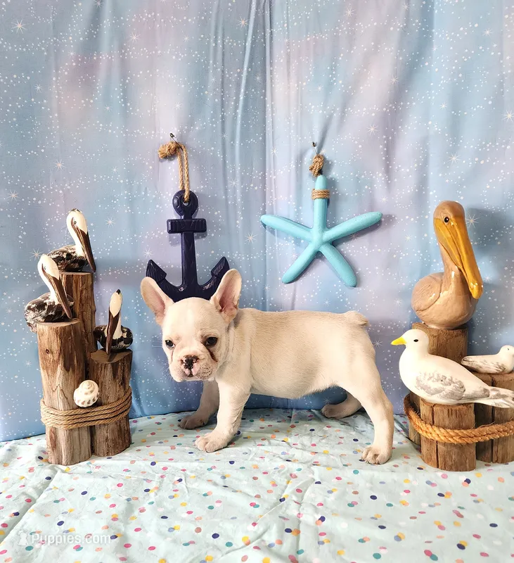 BUTTON – French Bulldog puppy for sale in Nashville, MI