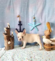 BUTTON, a female French Bulldog for sale in Nashville, MI – 3 of 4