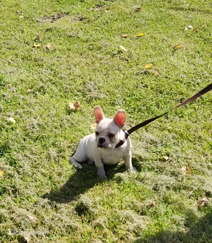 BUTTON – French Bulldog puppy for sale in Nashville, MI