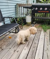 ATREYU, a male Miniature Bernedoodle for sale in Nashville, MI – 2 of 8