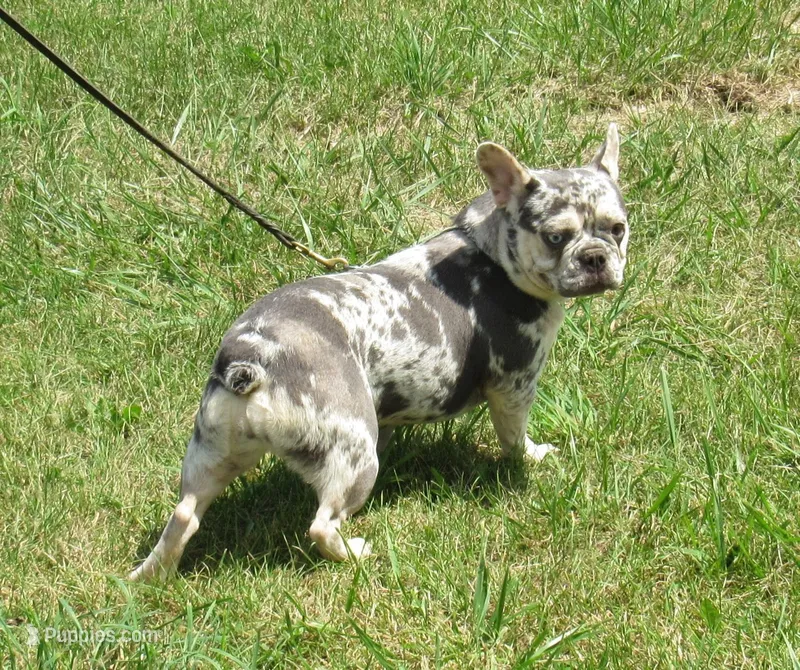 SHADES – French Bulldog puppy for sale in Nashville, MI