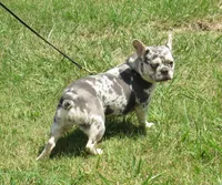 SHADES, a female French Bulldog for sale in Nashville, MI – 4 of 7