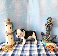 MOREL, a male French Bulldog for sale in Nashville, MI – 3 of 4