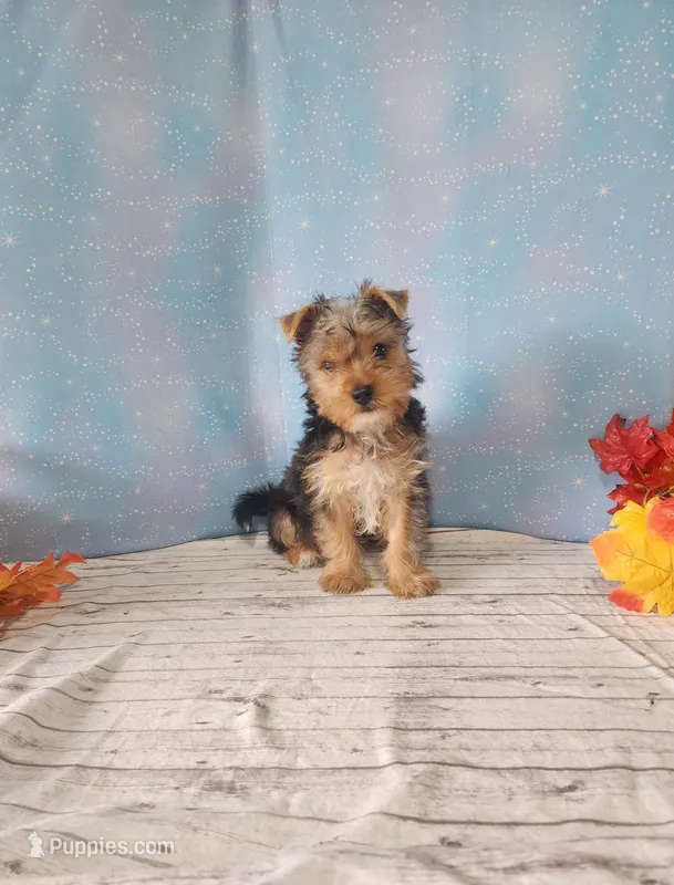 SAM – Yorkshire Terrier puppy for sale in Nashville, MI