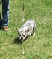 SHADES, a female French Bulldog for sale in Nashville, MI – 6 of 7