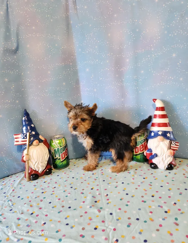 SAM – Yorkshire Terrier puppy for sale in Nashville, MI