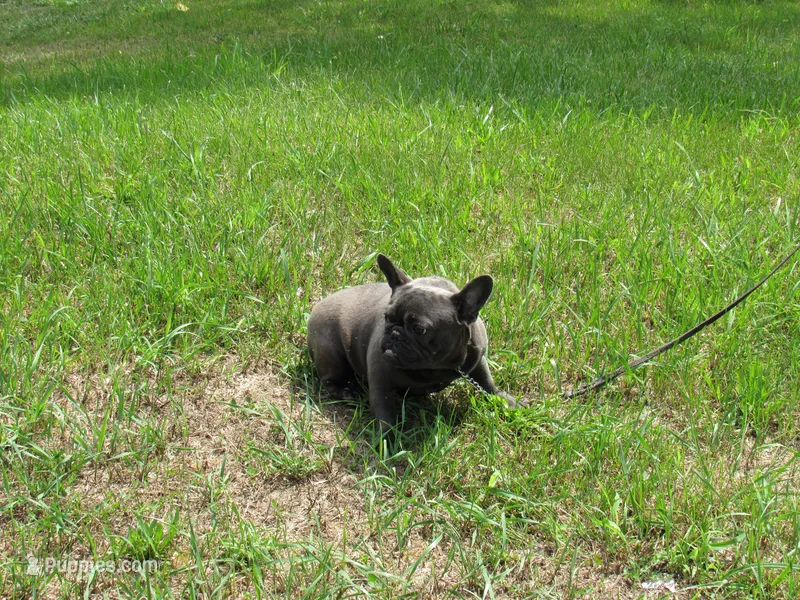 INDIGO – French Bulldog puppy for sale in Nashville, MI