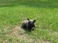 INDIGO, a female French Bulldog for sale in Nashville, MI – 1 of 5