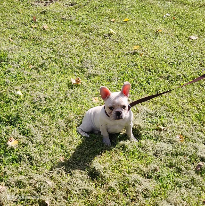 BUTTON – French Bulldog puppy for sale in Nashville, MI