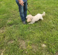 ATREYU, a male Miniature Bernedoodle for sale in Nashville, MI – 7 of 8
