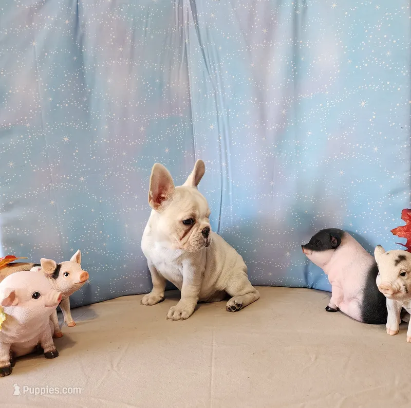 BUTTON – French Bulldog puppy for sale in Nashville, MI