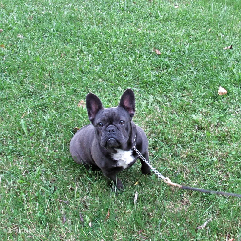 BLUE SATIN – French Bulldog puppy for sale in Nashville, MI
