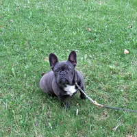 BLUE SATIN, a female French Bulldog for sale in Nashville, MI – 4 of 5