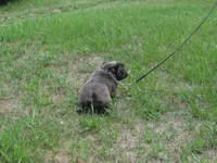 INDIGO, a female French Bulldog for sale in Nashville, MI – 2 of 5