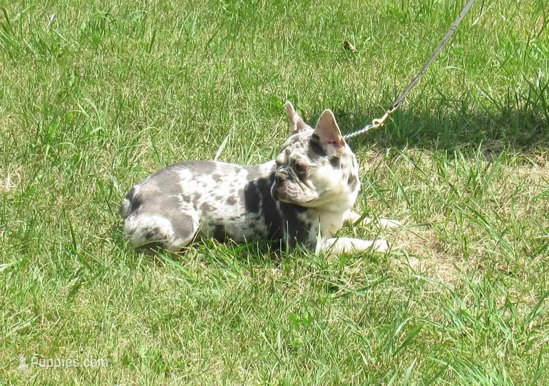 SHADES – French Bulldog puppy for sale in Nashville, MI