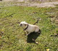 DRAGOON, a male French Bulldog for sale in Nashville, MI – 6 of 8