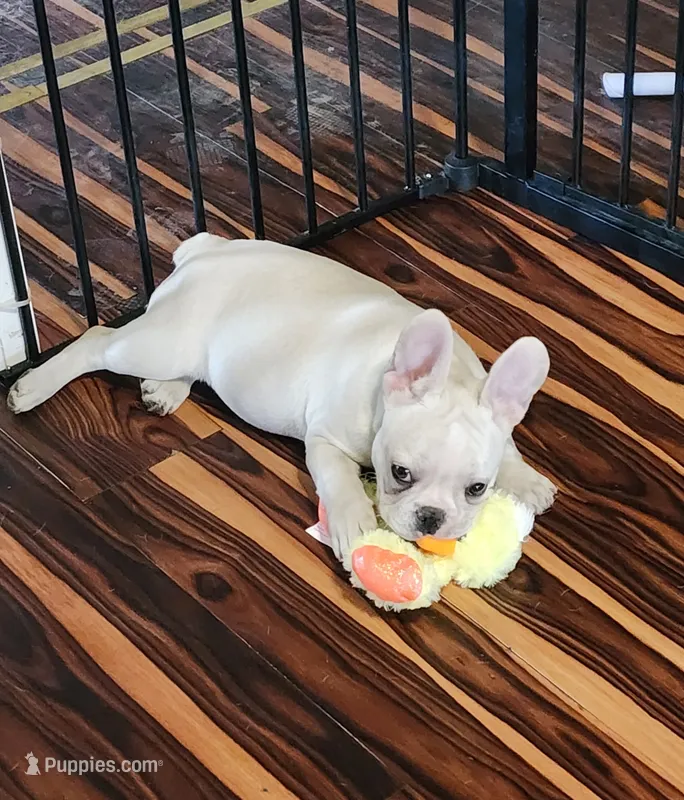 BUTTON – French Bulldog puppy for sale in Nashville, MI