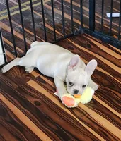BUTTON, a female French Bulldog for sale in Nashville, MI – 5 of 5