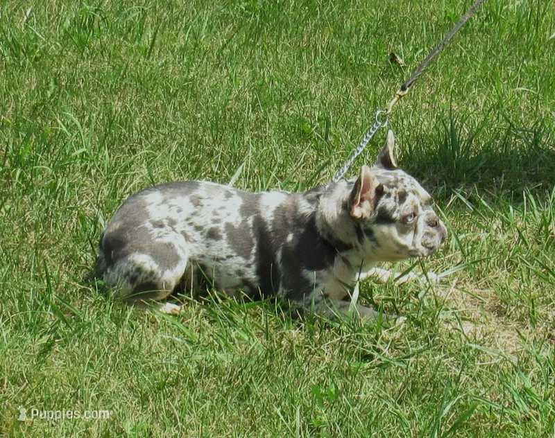 SHADES – French Bulldog puppy for sale in Nashville, MI
