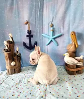 BUTTON, a female French Bulldog for sale in Nashville, MI – 4 of 4