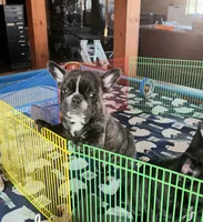 ROMANCE, a male French Bulldog for sale in Nashville, MI – Photo 1 of 7