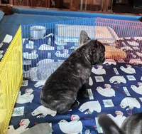 ROMANCE, a male French Bulldog for sale in Nashville, MI – Photo 6 of 7