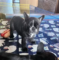 ROMANCE, a male French Bulldog for sale in Nashville, MI – Photo 4 of 7