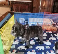 ROMANCE, a male French Bulldog for sale in Nashville, MI – Photo 2 of 7