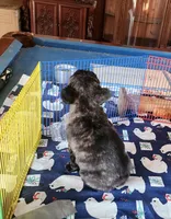 ROMANCE, a male French Bulldog for sale in Nashville, MI – Photo 5 of 7