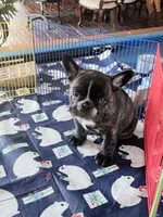 ROMANCE, a male French Bulldog for sale in Nashville, MI – Photo 3 of 7