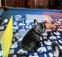 ROMANCE, a male French Bulldog for sale in Nashville, MI – Photo 7 of 7