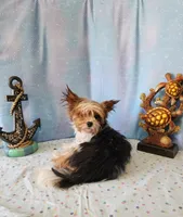 SAMONA, a female Yorkshire Terrier for sale in Nashville, MI – 3 of 4