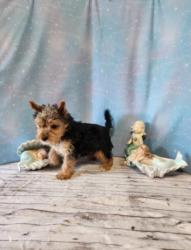 SAM – Yorkshire Terrier puppy for sale in Nashville, MI