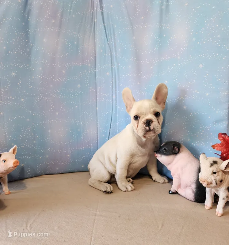 BUTTON – French Bulldog puppy for sale in Nashville, MI