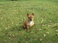 PEPPERMINT BARK, a female French Bulldog for sale in Nashville, MI – Photo 5 of 6