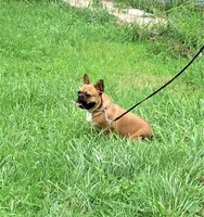 PEPPERMINT BARK, a female French Bulldog for sale in Nashville, MI – Photo 6 of 6