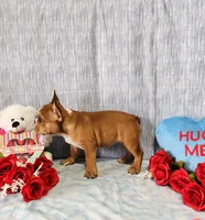 PEPPERMINT BARK, a female French Bulldog for sale in Nashville, MI – Photo 3 of 6