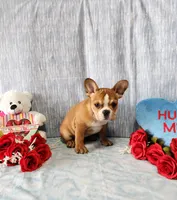 PEPPERMINT BARK, a female French Bulldog for sale in Nashville, MI – Photo 2 of 6