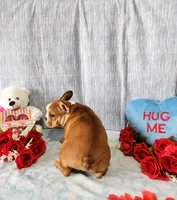 PEPPERMINT BARK, a female French Bulldog for sale in Nashville, MI – Photo 4 of 6