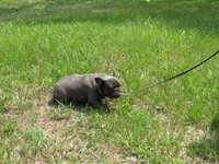 INDIGO, a female French Bulldog for sale in Nashville, MI – 5 of 5