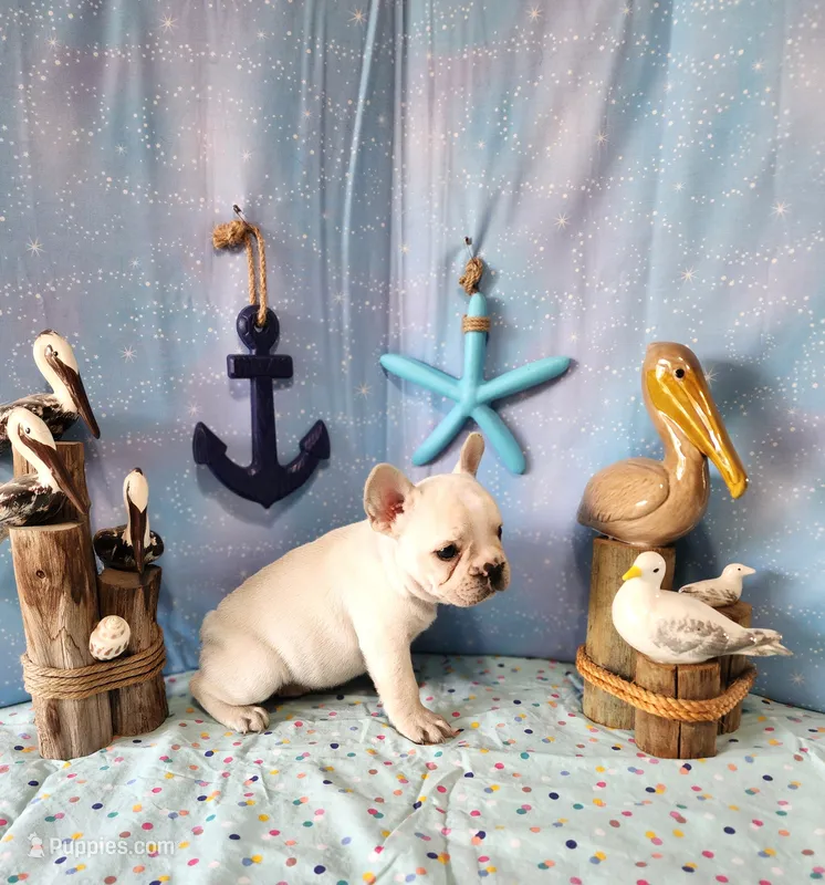 LIONS MANE – French Bulldog puppy for sale in Nashville, MI