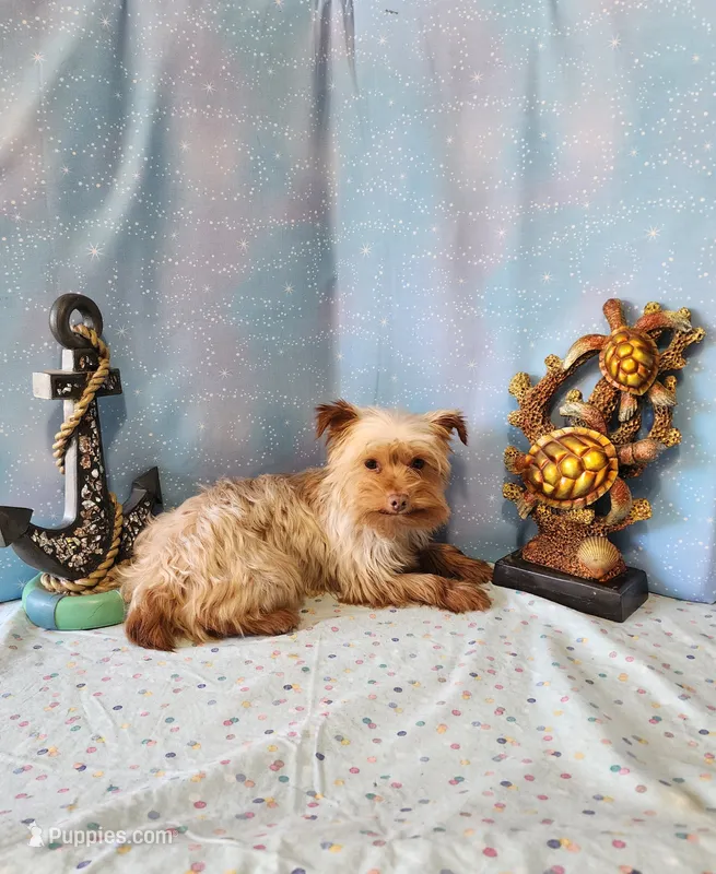 TREASURE – Yorkshire Terrier puppy for sale in Nashville, MI