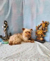TREASURE, a male Yorkshire Terrier for sale in Nashville, MI – 2 of 4