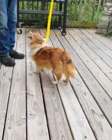 MAPLE SUGAR, a female Shetland Sheepdog for sale in Nashville, MI – 5 of 6
