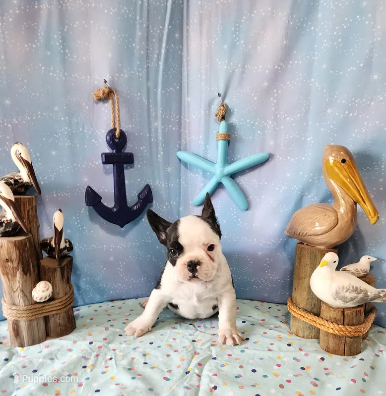 MOREL – French Bulldog puppy for sale in Nashville, MI