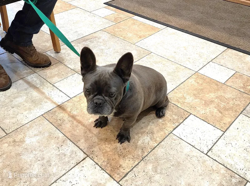 BLUE SATIN – French Bulldog puppy for sale in Nashville, MI