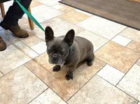 BLUE SATIN, a female French Bulldog for sale in Nashville, MI – 2 of 5