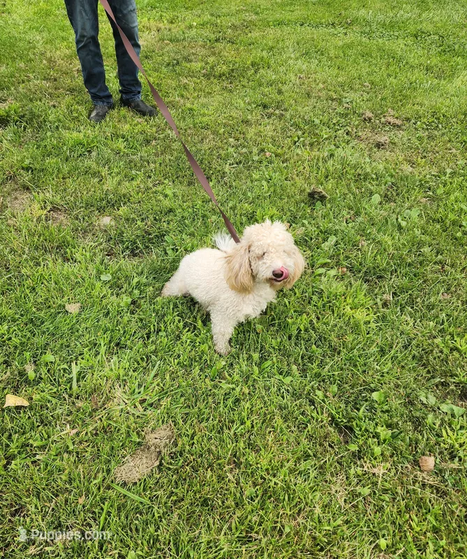 ATREYU – Miniature Bernedoodle puppy for sale in Nashville, MI