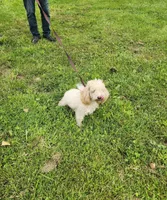 ATREYU, a male Miniature Bernedoodle for sale in Nashville, MI – 6 of 8